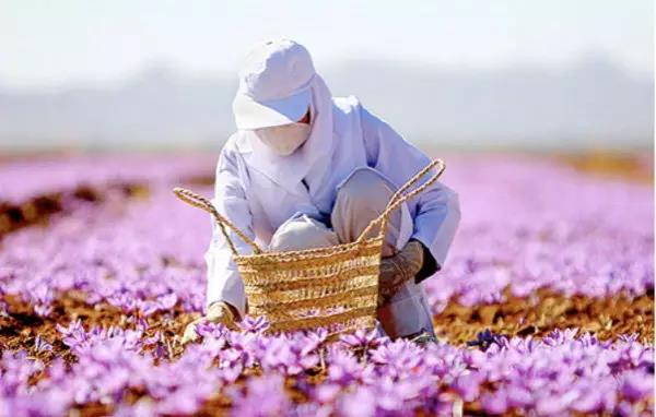 明明是世界上最贵的香料，藏红花却被拿来泡茶养生！