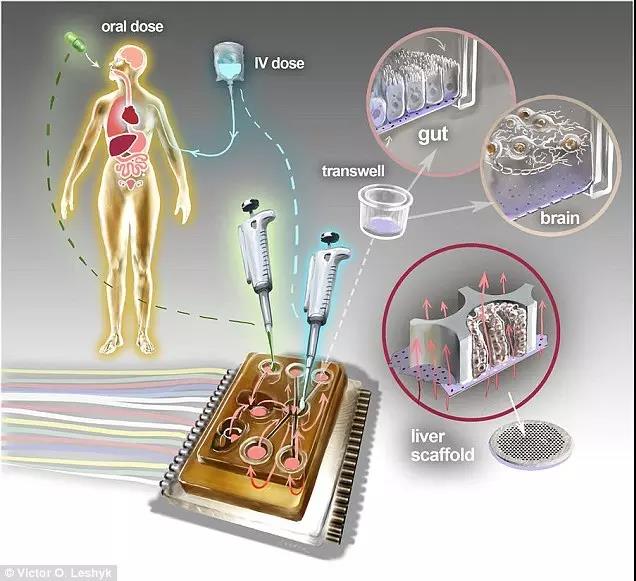 MIT科学家打造"人体芯片"：模拟十种器官对药物反应！