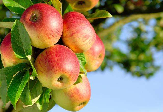 【防疫科普|饮食篇】如何正确认识苹果的营养价值？专家来告诉你