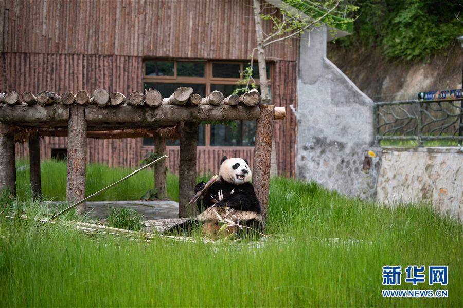 九寨沟大熊猫园开园迎客