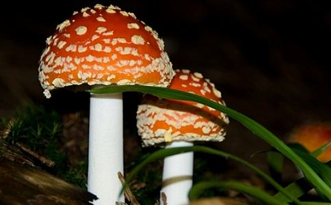 凭形态辨别毒性不可靠 不食用野蘑菇才是避免中毒的关键