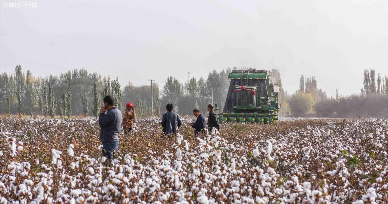 新疆棉花，凭什么是世界顶级？